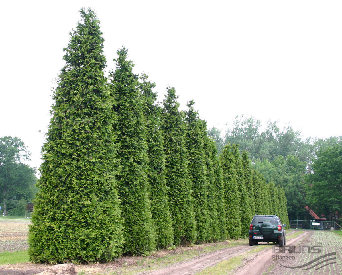 Thuja plicata 'Excelsa'